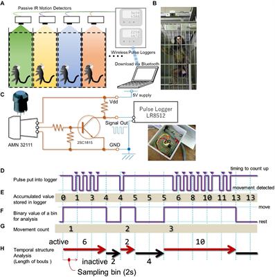 Motility Profile of Captive-Bred Marmosets Revealed by a Long-Term In-Cage Monitoring System